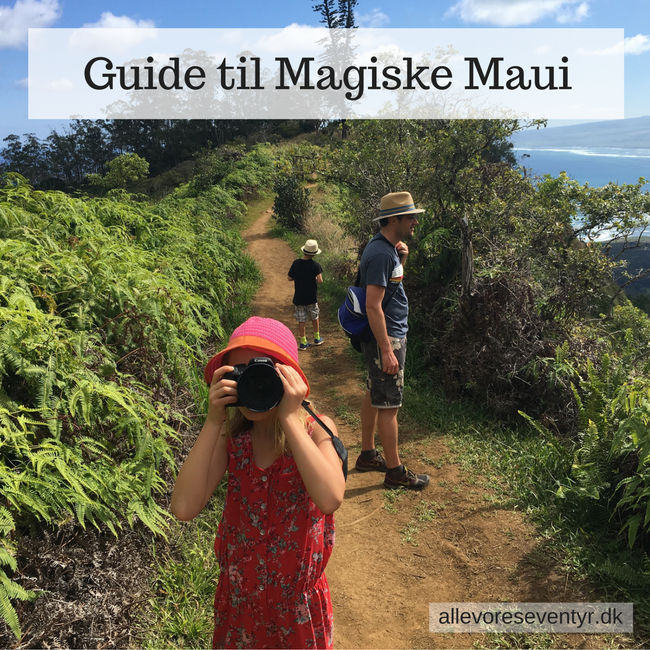 Magiske Maui.png